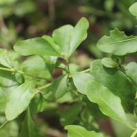 Plumbago auriculata Lam.